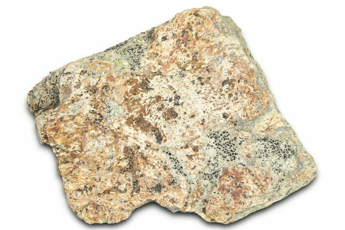 Dinosaur (Triceratops) Frill Shield Section - Montana #366658